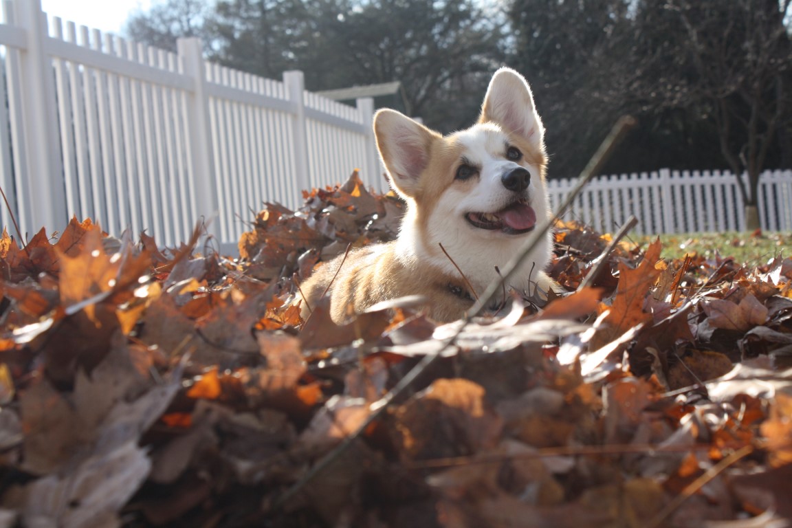 Corgi vinyl fence