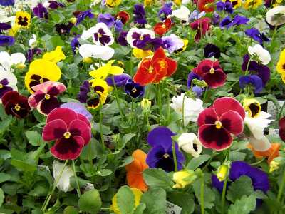 pansies